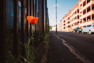 Flower by road against sky