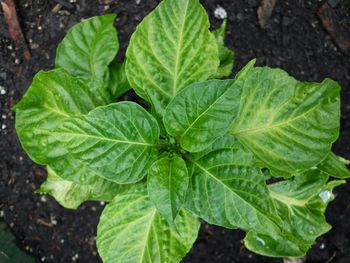 Full frame shot of green basil leaves