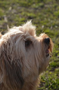 Close-up of a dog