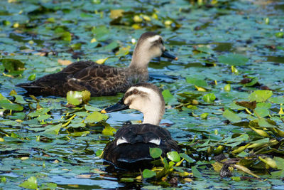 Duck in a lake