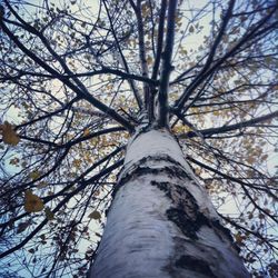 Low angle view of bare trees against sky