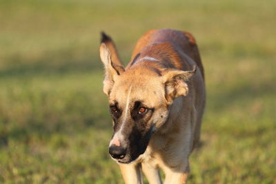 Portrait of dog on field