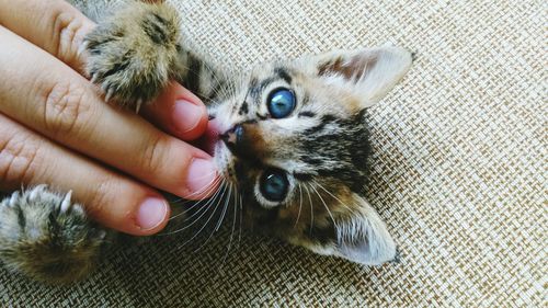 Close-up portrait of woman hand with cat