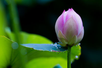 Close-up of wet plant