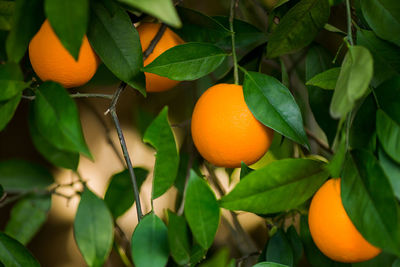 Orange fruits on tree