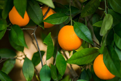 Orange fruits on tree