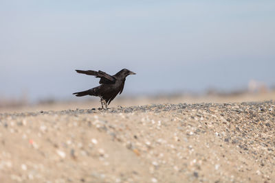 Close-up side view of a bird