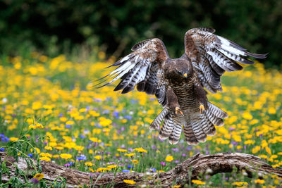 Bird flying in a flower