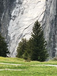 Scenic view of pine trees on field