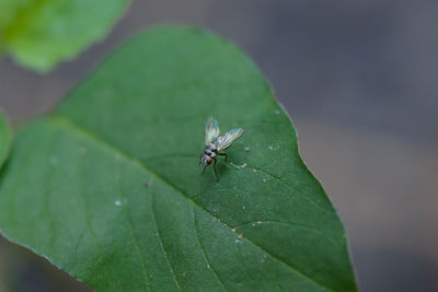 Close-up of fly on leaf