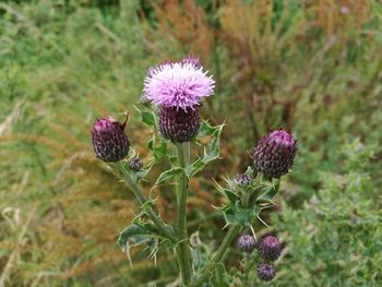 Close-up of purple flowers