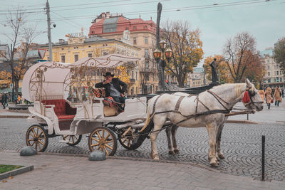 Horse standing on street