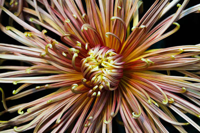 Full frame shot of flowering plant