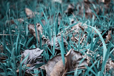 Close-up of plants on field