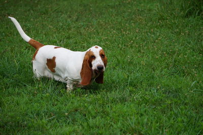 Dog on field