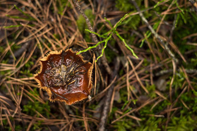 Close-up of dried plant on field