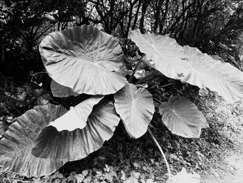 Close-up of leaves