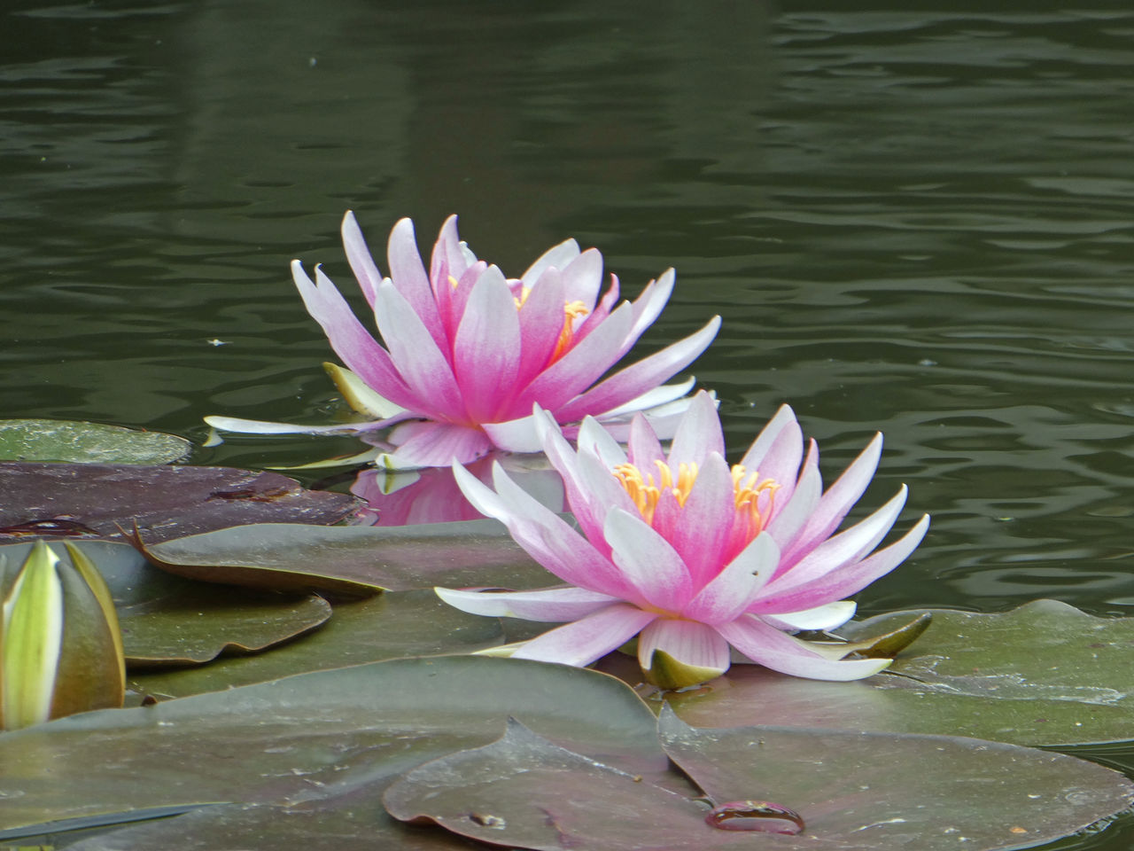 LOTUS WATER LILY IN POND