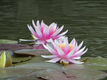 Lotus water lily in lake