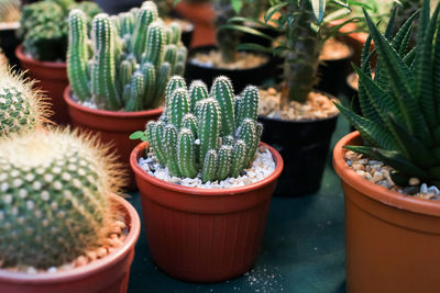 High angle view of succulent plants