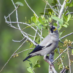 Close-up of bird perching on branch