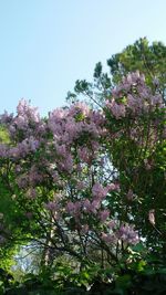 Low angle view of pink flower tree against clear sky