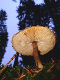 Close-up of mushroom growing on tree