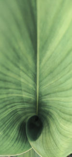 Full frame shot of green leaves