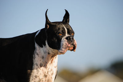 Black boxer dog against clear sky