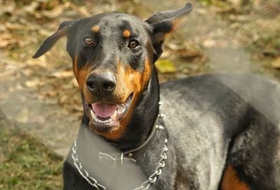 Close-up portrait of black dog