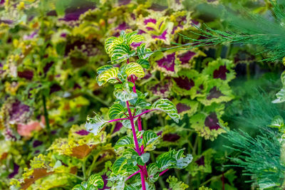 Close-up of flowering plant