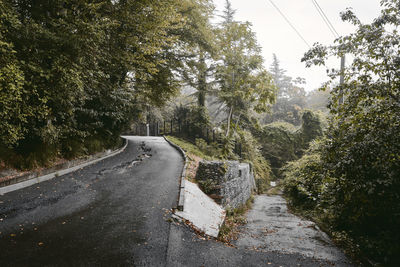 Road amidst trees against sky in city