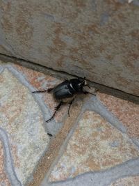 Close-up of insect