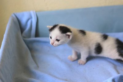 Close-up of white kitten on bed