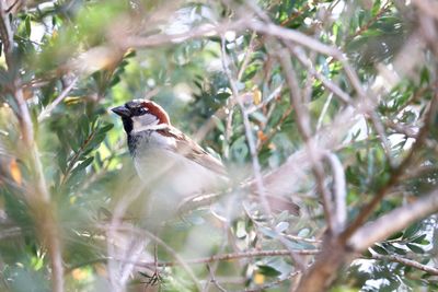 Low angle view of bird perching on branch