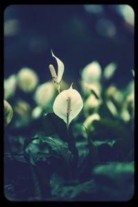 Close-up of white flowers