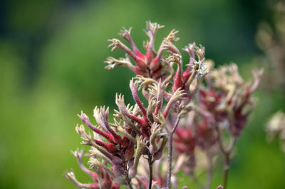 Close-up of flower against blurred background