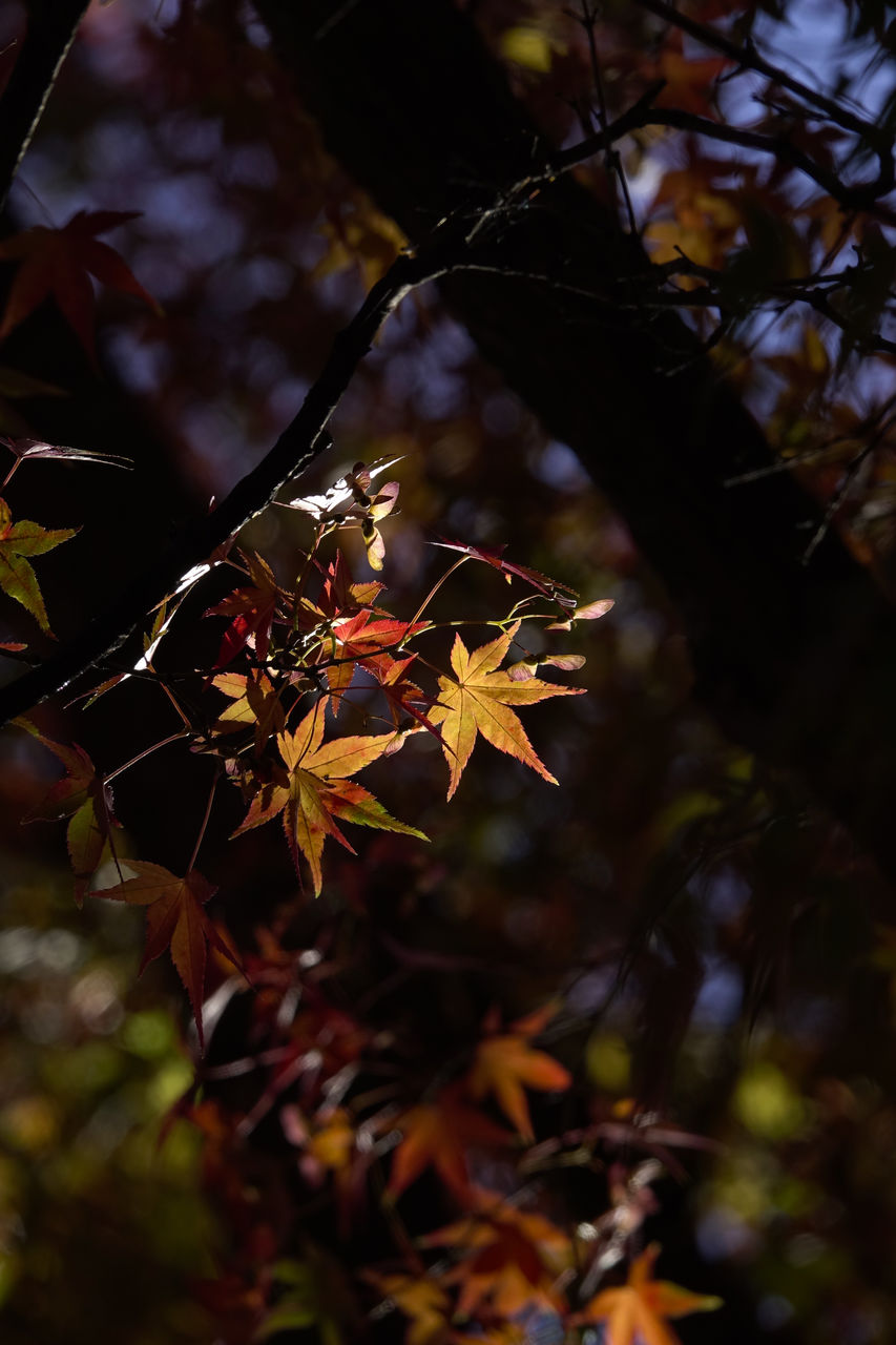 nature, autumn, leaf, plant part, tree, plant, sunlight, branch, light, no people, beauty in nature, macro photography, outdoors, flower, forest, land, close-up, yellow, focus on foreground, day, maple, tranquility