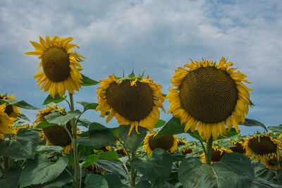 Close-up of sunflower on field against sky