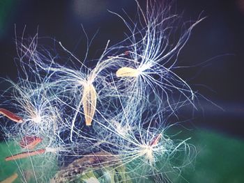 Close-up of dandelion at night