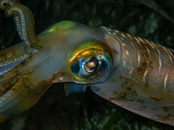 Bigfin reef squid seen during a night dive in a shallow coral reef