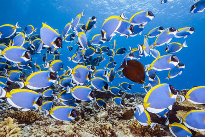 View of fishes swimming in sea