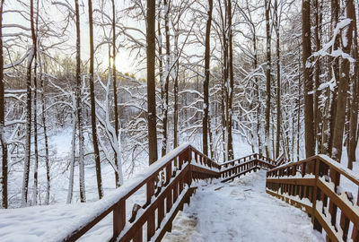 Snow covered land and trees in forest