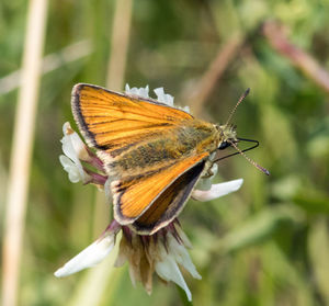 Close-up of butterfly pollinating flower