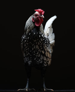 Close-up of a bird over black background