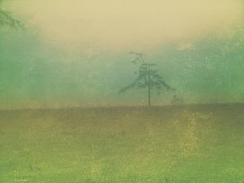 Field in foggy weather