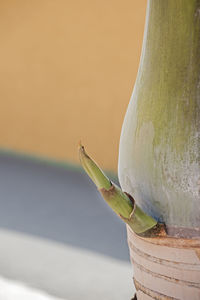 Wodyetia bifurcata side bud. close up.