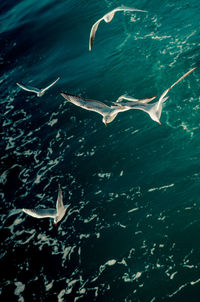 High angle view of fish swimming in sea