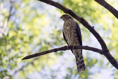 Low angle view of eagle perching on tree