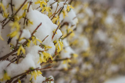 Close-up of white flowering plant